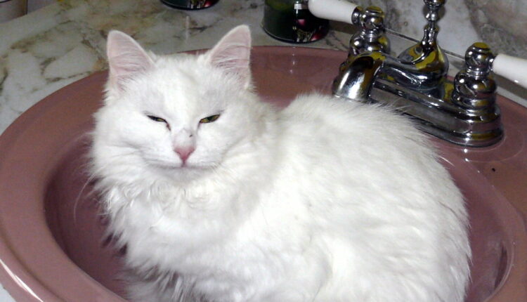 Zašto mačke vole da spavaju u umivaoniku