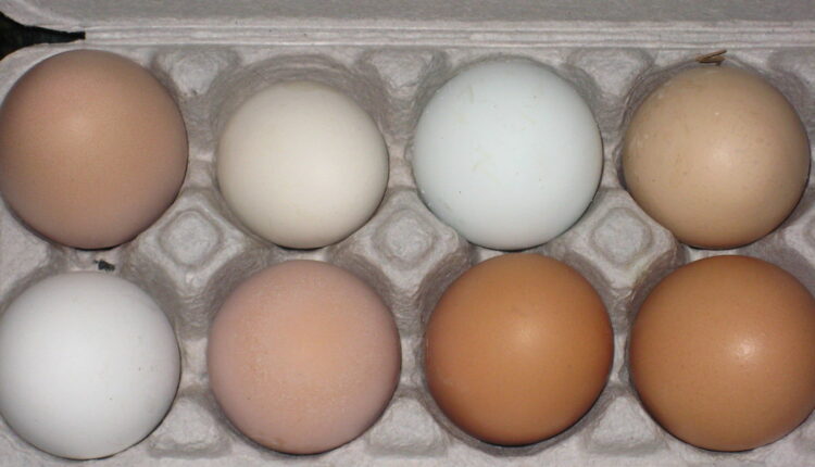 Znate li zašto su neka jaja bela, a neka smeđa?!