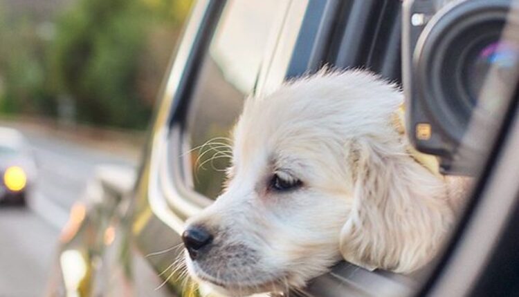 Šta da radite ako vaš pas cvili u automobilu?