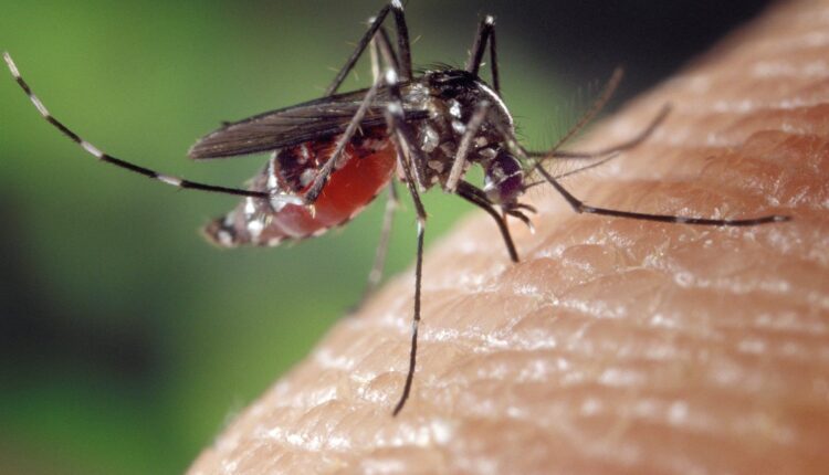 Spas ovog leta: Sipajte ovo u čašu i komarci neće prići ni blizu vašeg doma