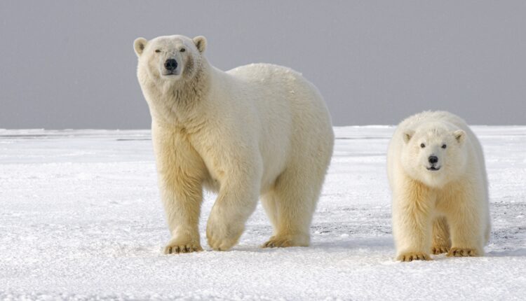 Upozorenje naučnika: Polarni medvedi bi uskoro mogli izumreti
