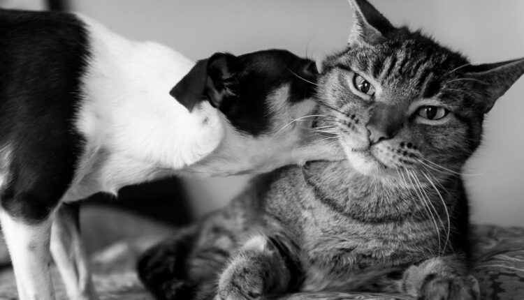 Kako da se pas i mačka zavole