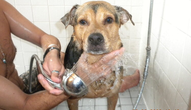 Večita dilema: Koliko često treba kupati psa
