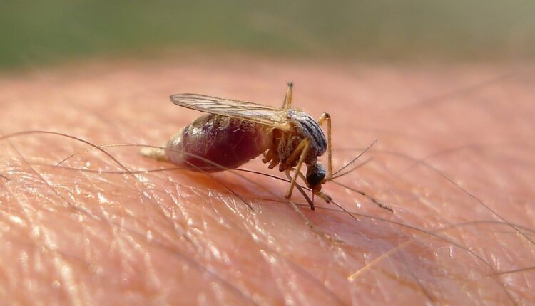 Trik koji provereno pomaže da se rešite komaraca u svom domu