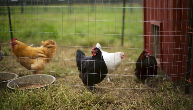 U CrnojGori uginulo 200.000 kokošaka zbog nestanka struje