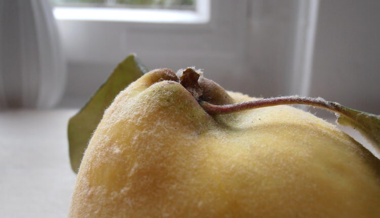 Ova voćka umiruje kašalj i čisti pluća