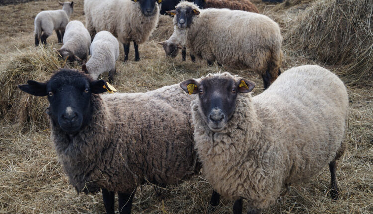 Nišlije konstruisale robota-pastira — čuva stado od 620 ovaca