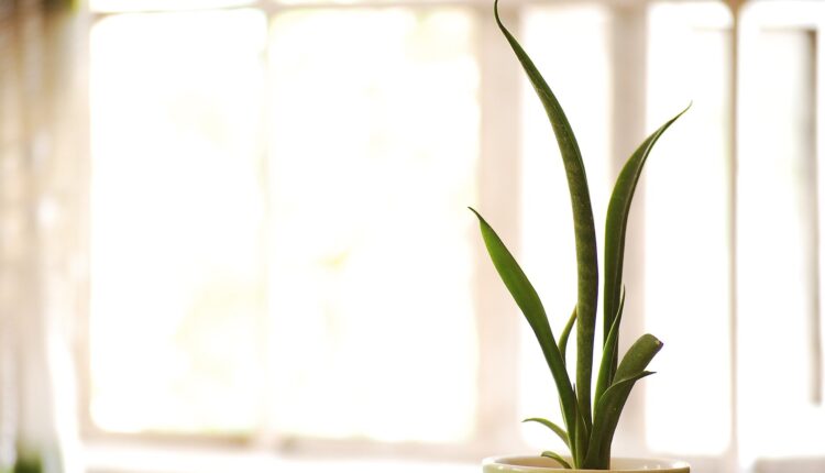 Najbolja biljka za spavaću sobu – pročistiće vazduh i olakšati san