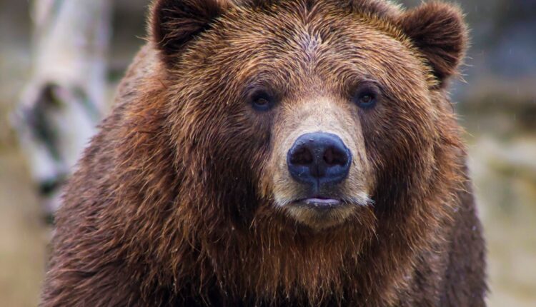 Medved u Bosni napao čobanina i teško ga povredio