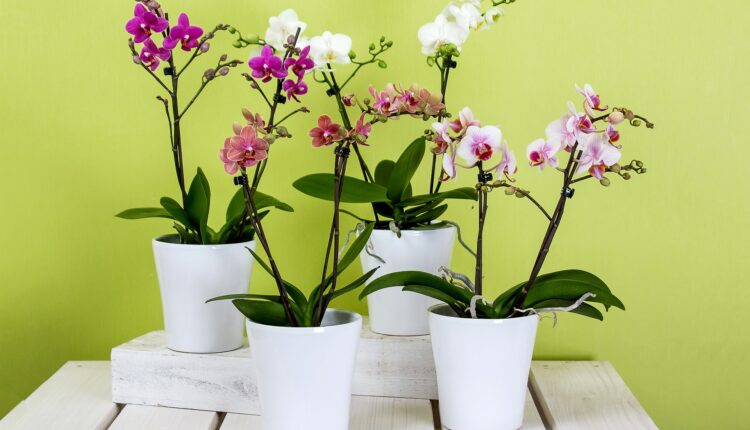 Tri namirnice oživeće i uvele orhideje, krasiće vaš dom još dugo, dugo