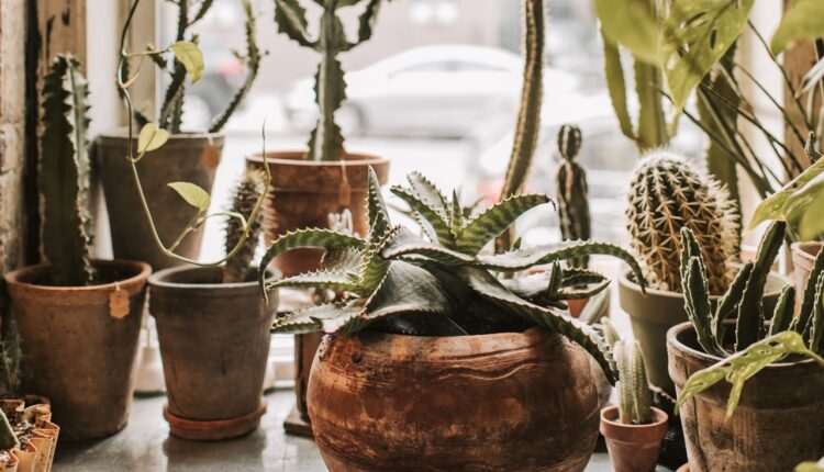 Imate li kaktus u kući: 4 razloga zbog čega svaki dom mora da ima ovu vrstu biljke