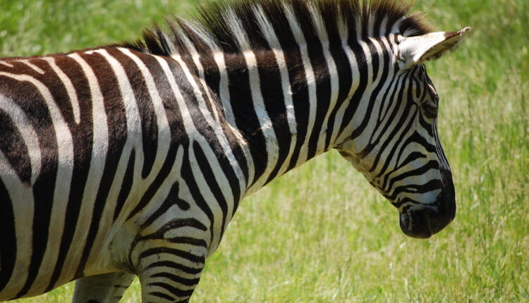 Imate li ideju zašto zebre imaju pruge? Imate li ideju zašto zebre imaju pruge?