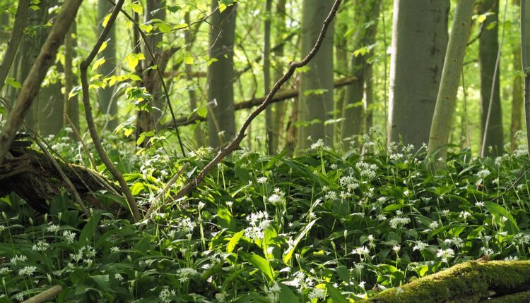 Čudotvorni lek iz šume: Ovu biljku zovu „ubica otrova“, evo i zašto