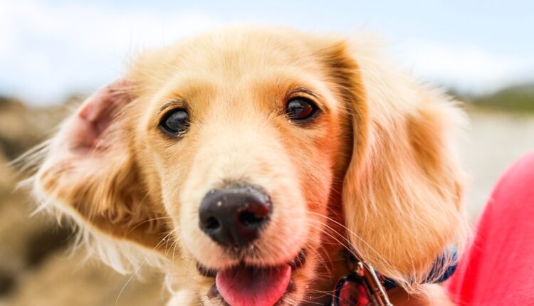 Obožavaju šetnju: Ovo je šest najaktivnijih rasa pasa