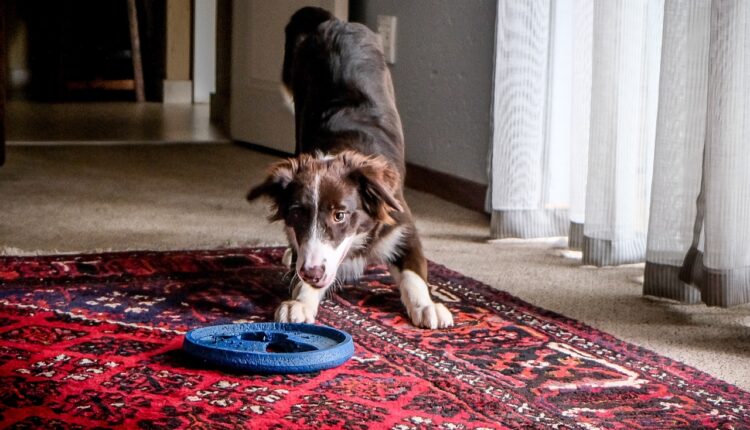 Kako da najefikasnije uklonite pseću mokraću i neprijatan miris iz tepiha