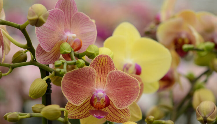 Ukoliko je orhideja počela da vam vene, vratite je život ovim rastvorom: Pravi se od samo 2 sastojka