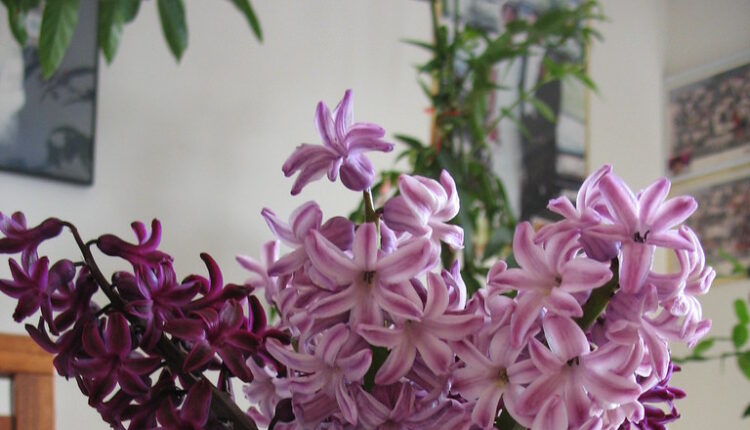 Prelep cvet opojnog mirisa: Veruje se da privlači ljubav