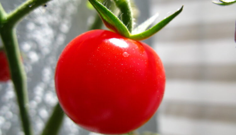 Otkrivamo kako da razlikujete domaći i paradajz „pun“ hemije