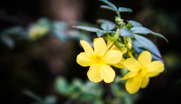 Prelep i mirisan: Ovaj cvet tera negativnu energiju iz doma