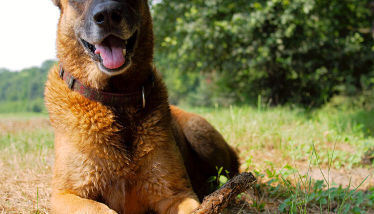 Ulepšaće vam život: Ove 4 rase pasa obožavaju da se smeju
