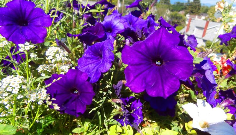 Imaćete najšareniju baštu: Ova 3 prelepa cveta zasadite što pre