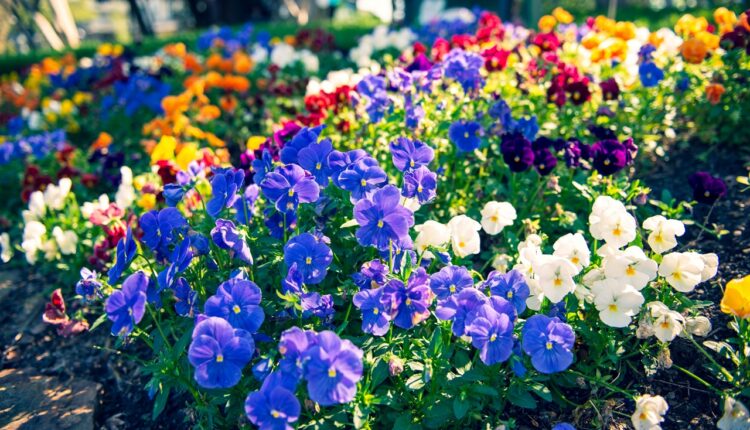 Imaćete najšareniju baštu svake godine: Uz par trikova i saveta, vaše cveće i biljke rašće kao iz vode