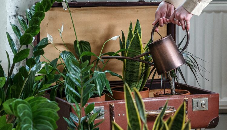 Sjajni trikovi za lakše čišćenje sobnih biljaka