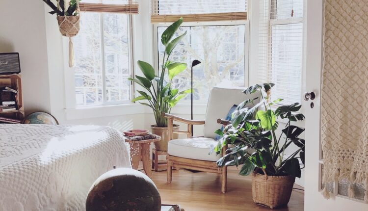 4 sobne biljke koje SPREČAVAJU pojavu buđi – SPAS za vaš dom