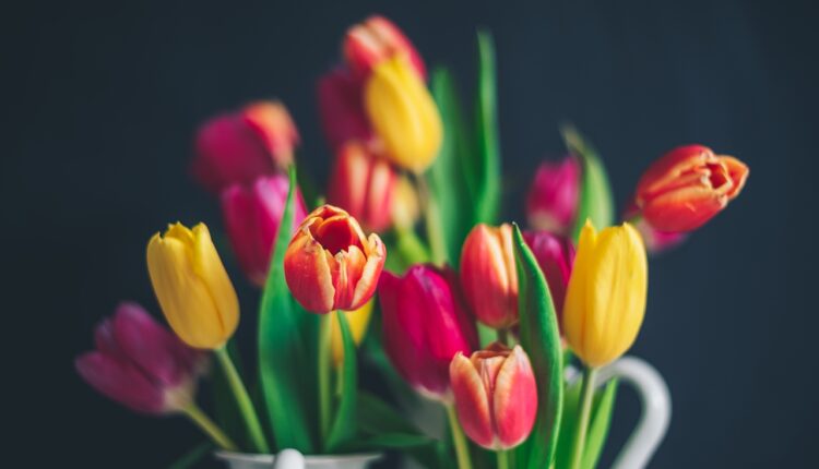Cvet neopisive elegancije: Sve o lalama, najlepšem simbolu proleća