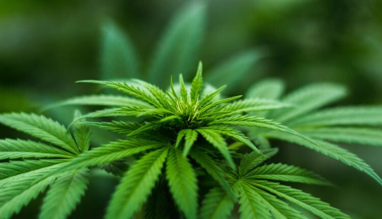 Marihuana – lek ili karta za narkomaniju Marihuana – lek ili karta za narkomaniju