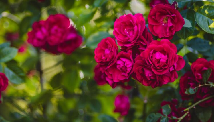 Da vam bašta zamiriše: Oporavite ruže uz 1 sastojak iz frižidera, efekat je sjajan!