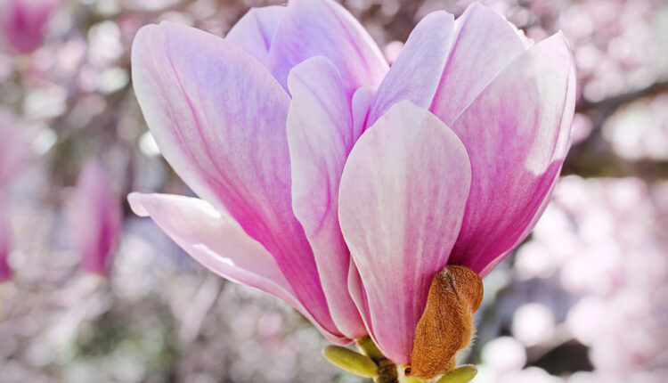 Prvi cvet koji je ikada procvetao na Zemlji: Svako dvorište treba da ga ima iz 1 važnog razloga