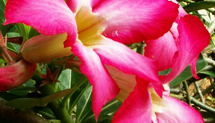 Posadite ovaj cvet i pretvorite baštu u najlepši rajski vrt