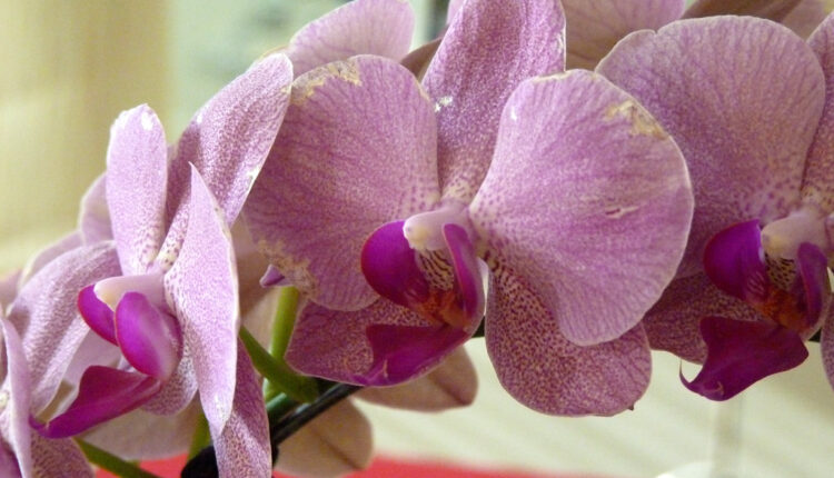 Umesto vodom, orhideje zalivajte ovim i cvetaće bujnije nego ikad