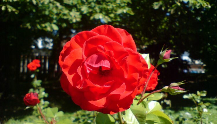 Da vaše ruže budu bujne i zdrave: Ubedljivo najbolji prirodni insekcitid