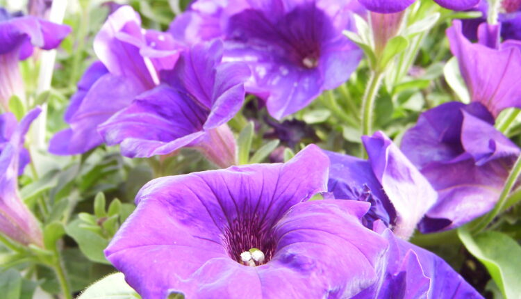 Raskošna, prelepa i mirisna: Ova vrsta petunije cveta do mrazeva