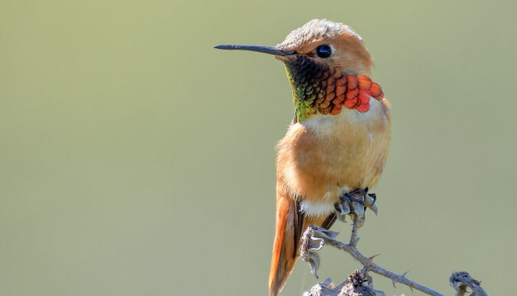 Cvrkut ptica postaje sve tiši: Naučnici otkrili zabrinjavajuće podatke