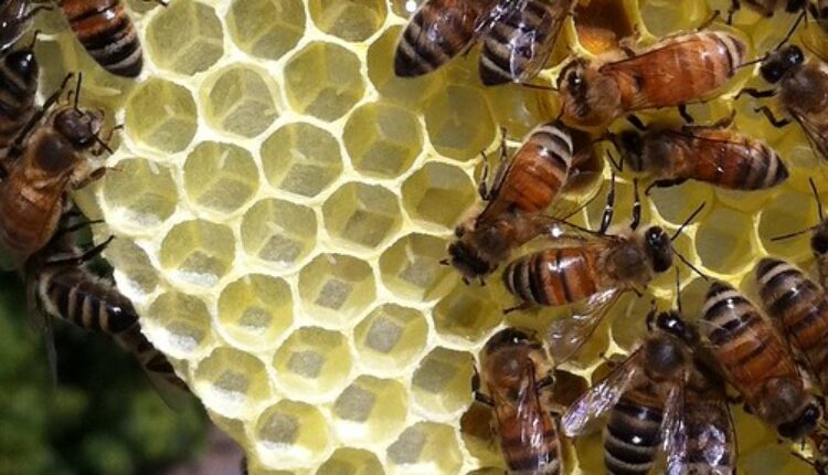 Jeftino i brzo: Stručnjaci u ovoj  zemlji obuči pčele da otkriju koronu