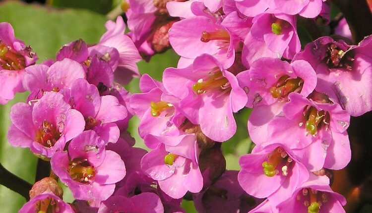 Najraskošnije cvetaju u hladu: Ovih 5 prelepih biljaka zasadite odmah