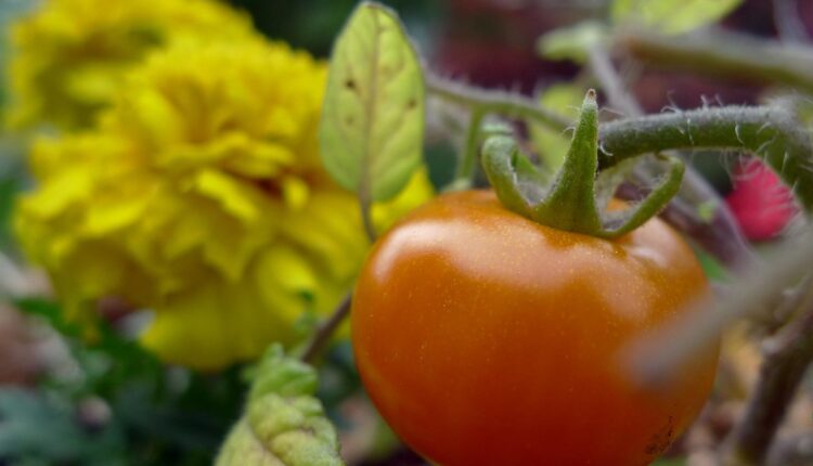 Ako gajite paradajz, obavezno pored njega posadite i ovaj cvet
