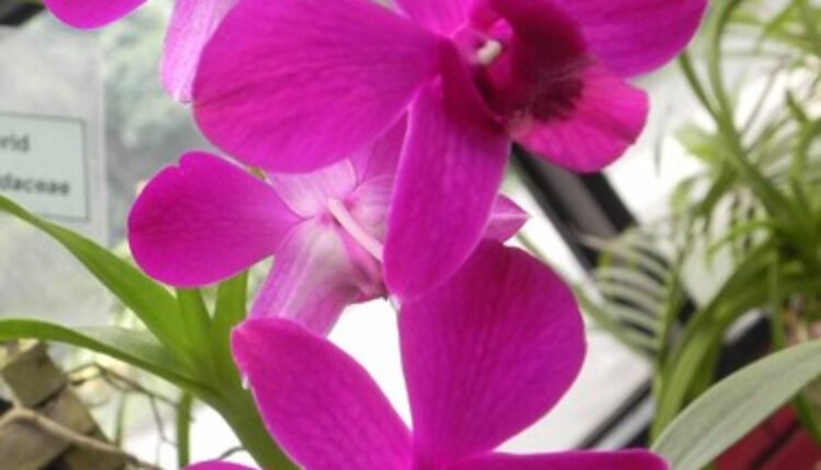Biće dugo raskošne i lepe: 3 najbolja trika za negu orhideja