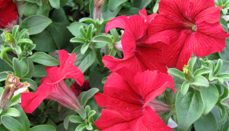 Cvetna rapsodija na vašoj terasi: Ovih 5 biljaka obožavaju sunce