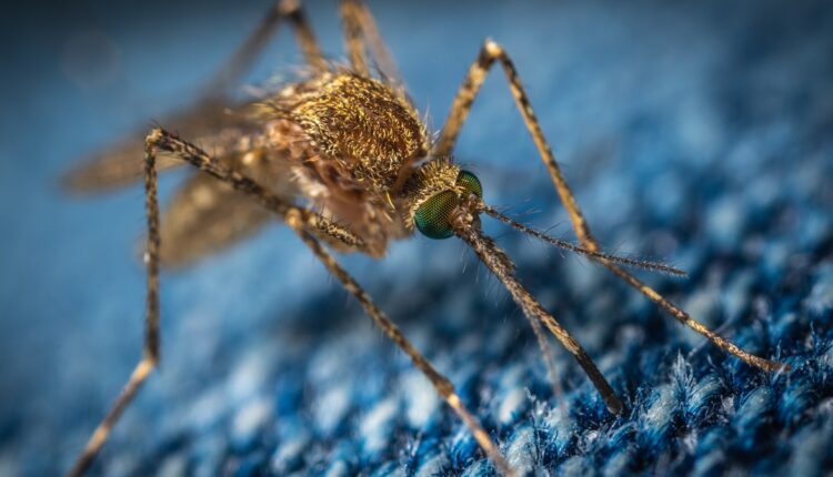Bolje ih izbegavajte: Ove boje najviše privlačite komarce