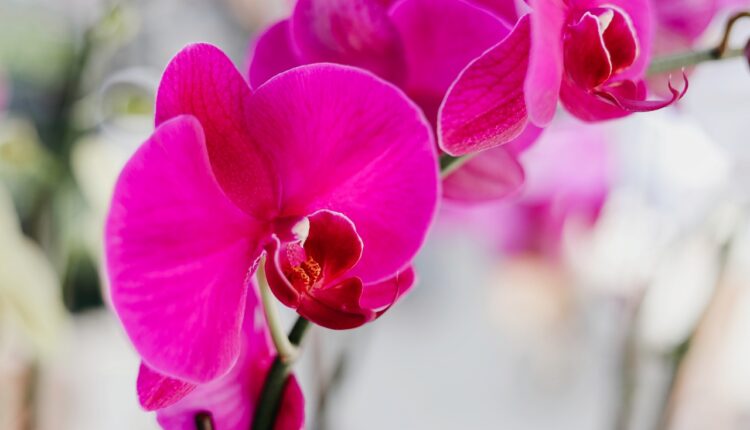 Najbolje prirodno đubrivo za orhideje, cvetaće kao pomahnitale