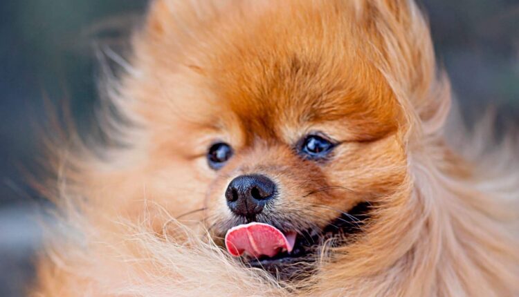 Zašto pas liže svoje usne: Šalje vam jednu poruku