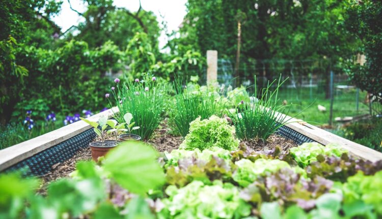 Pravi izbor za gurmane: Ove biljke obavezno zasadite ako obožavate hranu