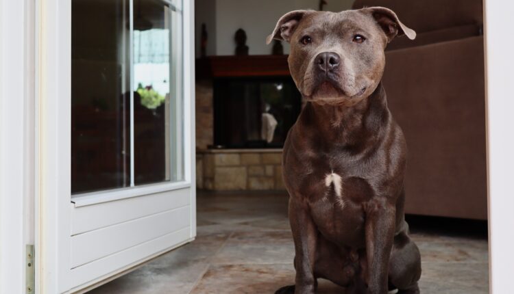 Odani i neustrašivi: 10 rasa pasa koji su najbolji čuvari