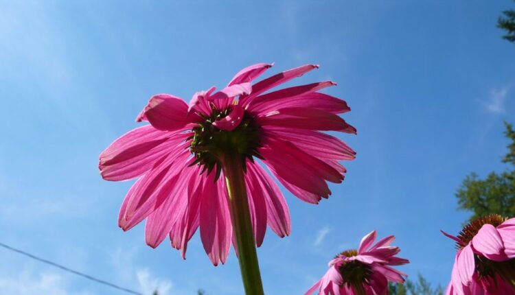 Em prelep, em lekovit cvet: Zasadite ga i krasiće baštu do kasne jeseni