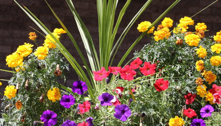Vaša bašta biće šarena i mirisna: 20 vrsta cveća cvetaće celo leto