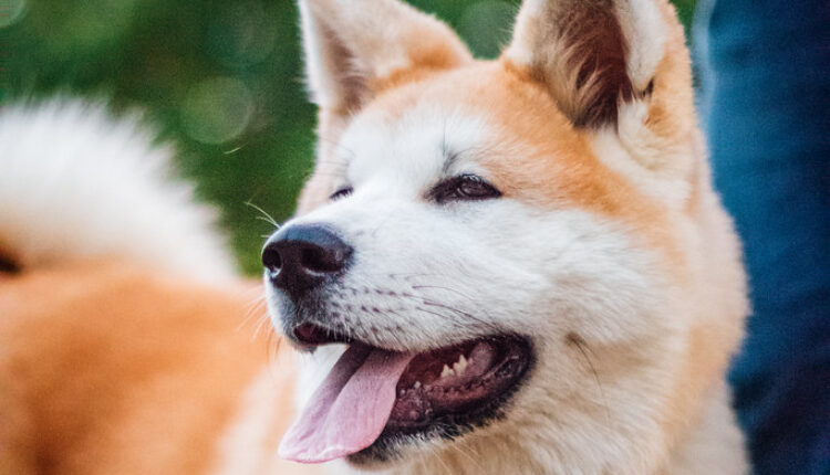 Rođeni čuvari: Deset rasa pasa koji će uvek štiti svoju porodicu i dom